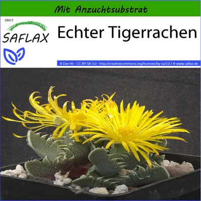 SAFLAX - Echter Tigerrachen - Faucaria - 40 Samen