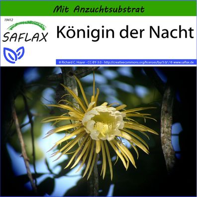 SAFLAX - Königin der Nacht - Selenicerus - 40 Samen
