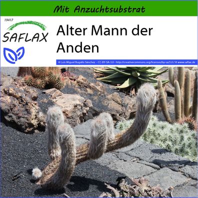SAFLAX - Alter Mann der Anden - Oreocereus - 40 Samen