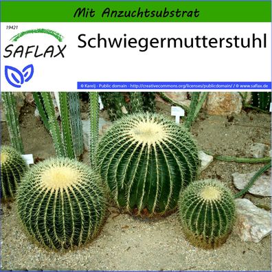 SAFLAX - Schwiegermutterstuhl - Echinocactus - 40 Samen