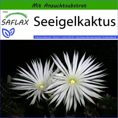 SAFLAX - Seeigelkaktus - Echinopsis - 40 Samen
