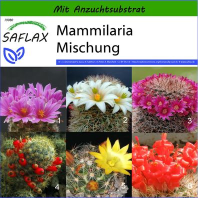 SAFLAX - Mammilaria Mischung - Mammilaria - 40 Samen