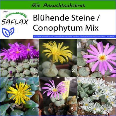SAFLAX - Blühende Steine / Conophytum Mix - Conophytum - 40 Samen
