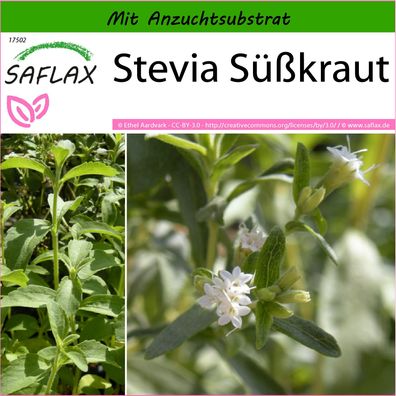 SAFLAX - Stevia Süßkraut - Stevia - 100 Samen