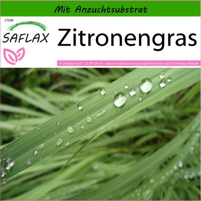 SAFLAX - Zitronengras - Cymbopogon - 50 Samen