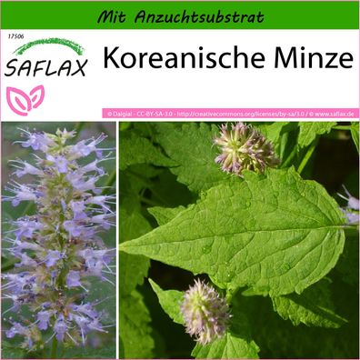 SAFLAX - Koreanische Minze - Agastache - 1200 Samen