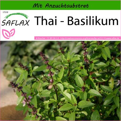 SAFLAX - Thai - Basilikum - Ocimum - 200 Samen