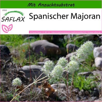 SAFLAX - Spanischer Majoran - Thymus - 250 Samen