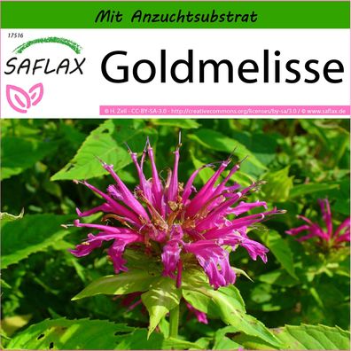 SAFLAX - Goldmelisse - Monarda - 20 Samen