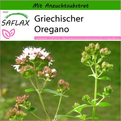 SAFLAX - Griechischer Oregano - Origanum - 600 Samen