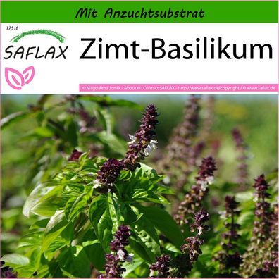 SAFLAX - Zimt-Basilikum - Ocimum - 200 Samen