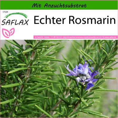 SAFLAX - Echter Rosmarin - Rosmarinus - 100 Samen