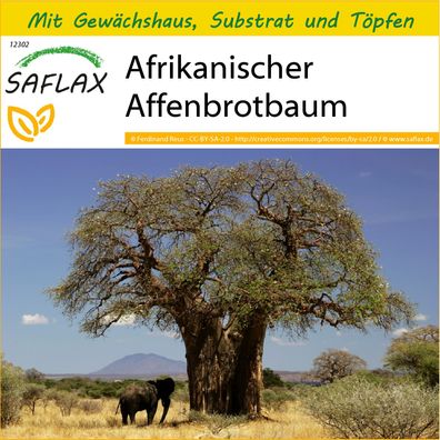 SAFLAX Anzucht Set - Afrikanischer Affenbrotbaum - Adansonia - 6 Samen
