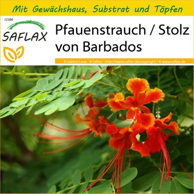 SAFLAX Anzucht Set - Pfauenstrauch / Stolz von Barbados - Caesalpinia - 10 Samen