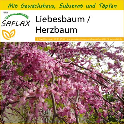SAFLAX Anzucht Set - Liebesbaum / Herzbaum - Cercis - 60 Samen