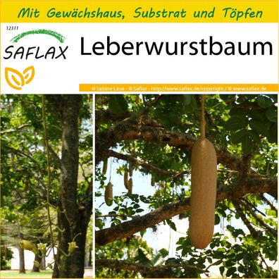 SAFLAX Anzucht Set - Leberwurstbaum - Kigelia - 10 Samen
