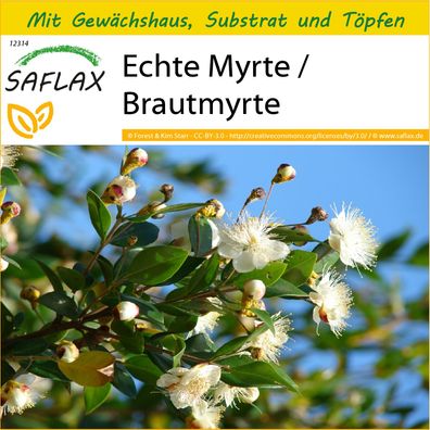 SAFLAX Anzucht Set - Echte Myrte / Brautmyrte - Myrtus - 30 Samen