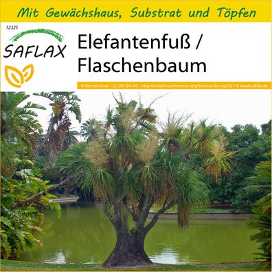 SAFLAX Anzucht Set - Elefantenfuß / Flaschenbaum - Beaucarnea - 10 Samen