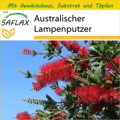 SAFLAX Anzucht Set - Australischer Lampenputzer - Callistemon - 400 Samen