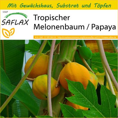 SAFLAX Anzucht Set - Tropischer Melonenbaum / Papaya - Carica - 30 Samen