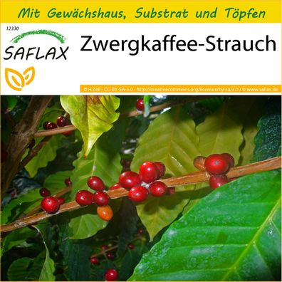 SAFLAX Anzucht Set - Zwergkaffee-Strauch - Coffea - 8 Samen