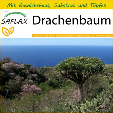 SAFLAX Anzucht Set - Drachenbaum - Dracaena - 5 Samen