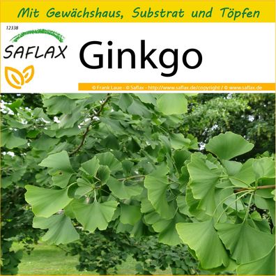 SAFLAX Anzucht Set - Ginkgo - Ginkgo - 4 Samen