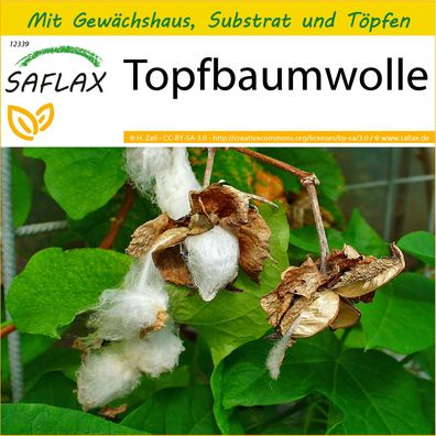 SAFLAX Anzucht Set - Topfbaumwolle - Gossypium - 12 Samen