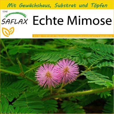 SAFLAX Anzucht Set - Echte Mimose - Mimosa - 70 Samen