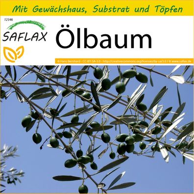 SAFLAX Anzucht Set - Ölbaum - Olea - 20 Samen