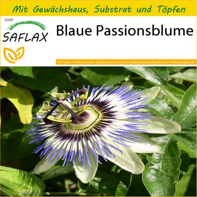 SAFLAX Anzucht Set - Blaue Passionsblume - Passiflora - 25 Samen