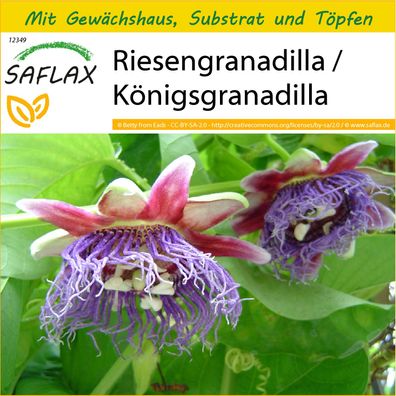 SAFLAX Anzucht Set - Riesengranadilla / Königsgranadilla - Passiflora - 12 Samen