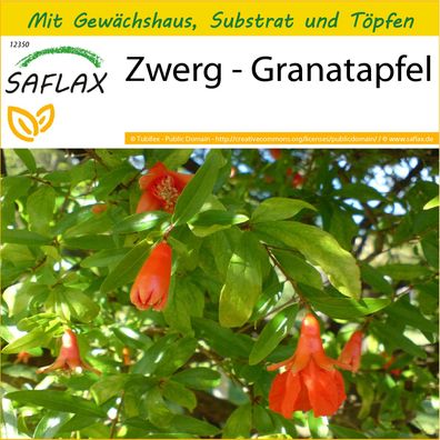 SAFLAX Anzucht Set - Zwerg - Granatapfel - Punica - 50 Samen