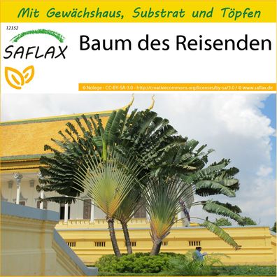 SAFLAX Anzucht Set - Baum des Reisenden - Ravenala - 8 Samen