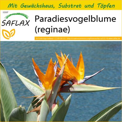 SAFLAX Anzucht Set - Paradiesvogelblume (reginae) - Strelitzia - 5 Samen