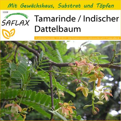 SAFLAX Anzucht Set - Tamarinde / Indischer Dattelbaum - Tamarindus - 4 Samen