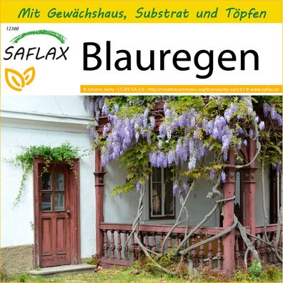 SAFLAX Anzucht Set - Blauregen - Wisteria - 4 Samen