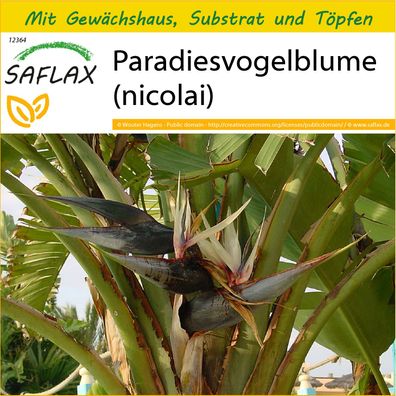 SAFLAX Anzucht Set - Paradiesvogelblume (nicolai) - Strelitzia - 5 Samen