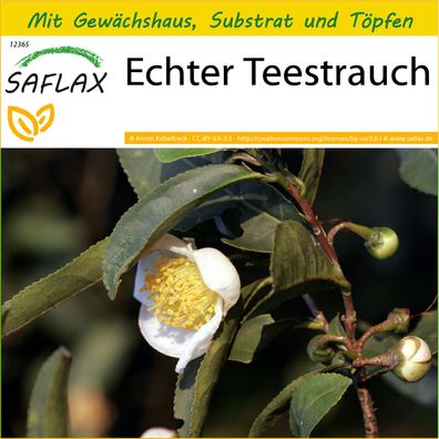 SAFLAX Anzucht Set - Echter Teestrauch - Camellia - 6 Samen