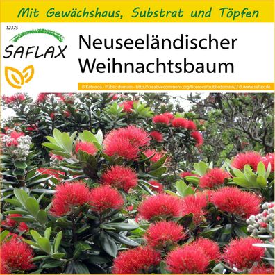 SAFLAX Anzucht Set - Neuseeländischer Weihnachtsbaum - Metrosideros - 300 Samen
