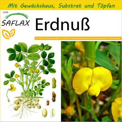 SAFLAX Anzucht Set - Erdnuß - Arachis - 8 Samen