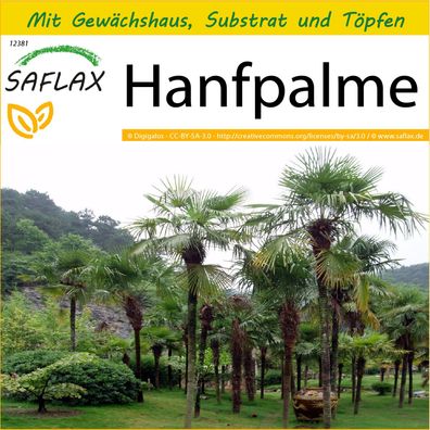 SAFLAX Anzucht Set - Hanfpalme - Chamaerops - 10 Samen