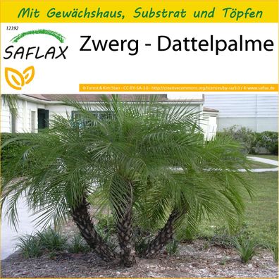 SAFLAX Anzucht Set - Zwerg - Dattelpalme - Phoenix - 25 Samen