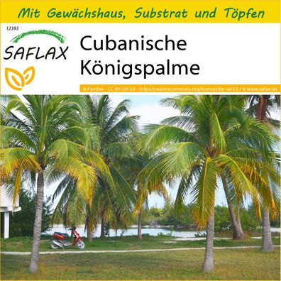 SAFLAX Anzucht Set - Cubanische Königspalme - Roystonia - 8 Samen