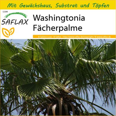 SAFLAX Anzucht Set - Washingtonia Fächerpalme - Washingtonia - 12 Samen