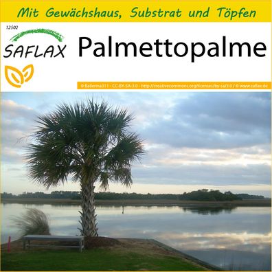 SAFLAX Anzucht Set - Palmettopalme - Sabal - 8 Samen