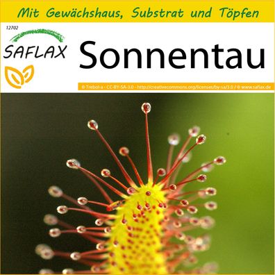 SAFLAX Anzucht Set - Sonnentau - Drosera - 200 Samen