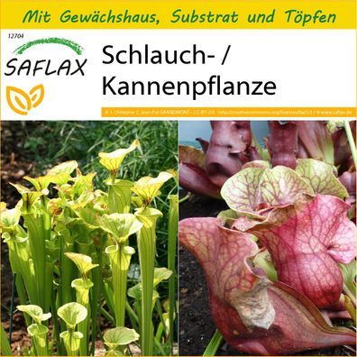 SAFLAX Anzucht Set - Schlauch- / Kannenpflanze - Sarracenia - 10 Samen