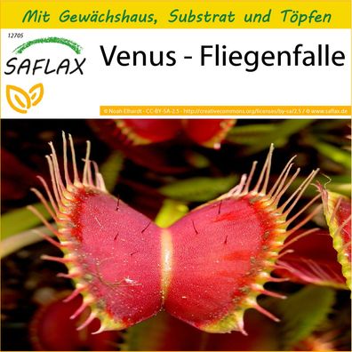 SAFLAX Anzucht Set - Venus - Fliegenfalle - Dionaea - 10 Samen