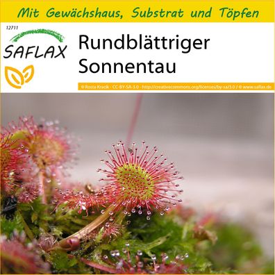 SAFLAX Anzucht Set - Rundblättriger Sonnentau - Drosera - 50 Samen